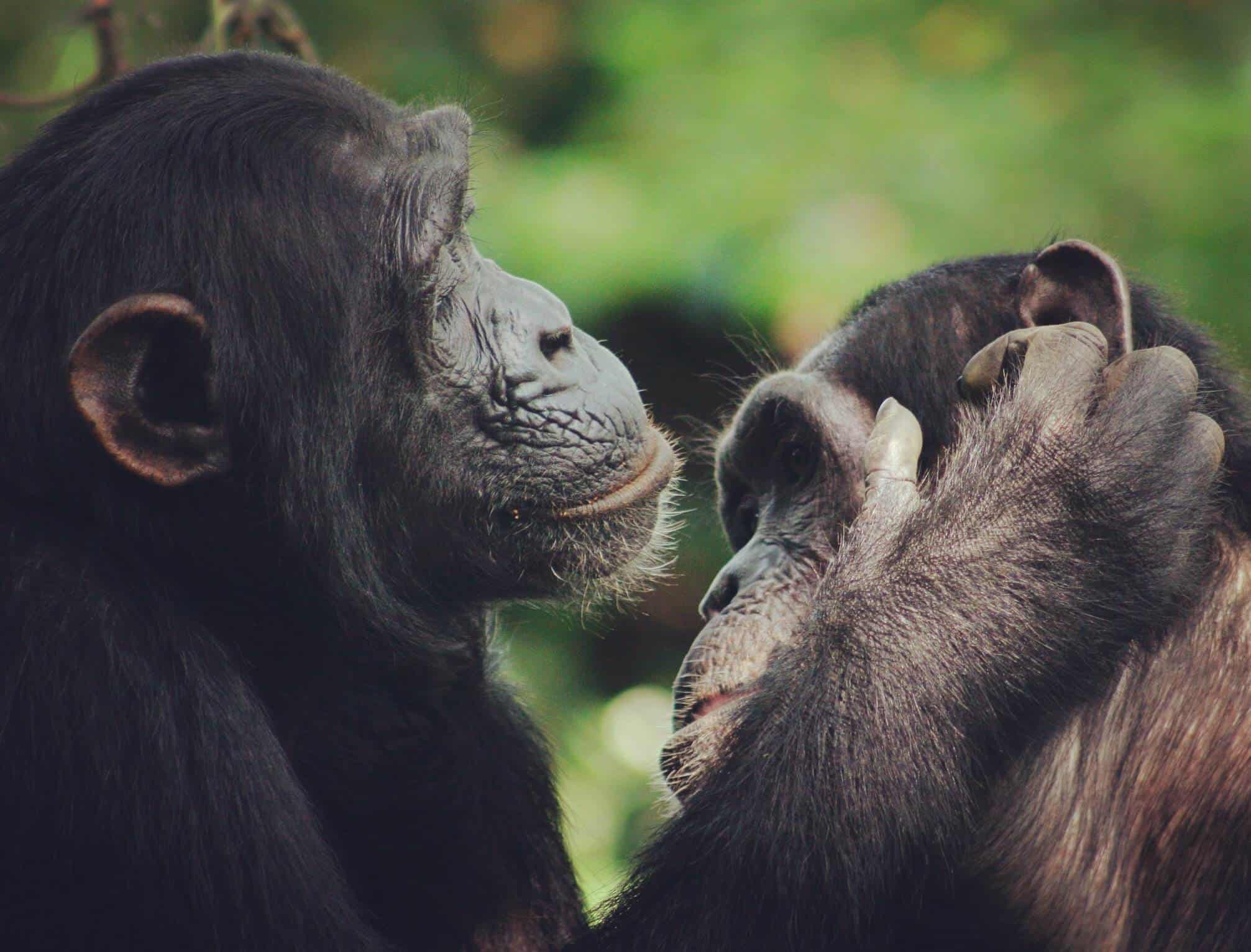 Chimpanzee Lip-Smacks help Trace Evolution of Language - Language Magazine